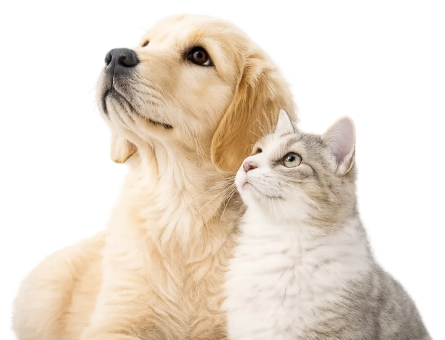 猫猫和狗狗