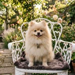 博美犬