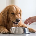 狗狗护食低吼怎么纠正？