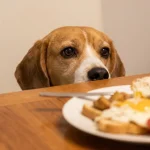 狗狗上桌讨食的纠正方案