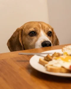 狗狗上桌讨食的纠正方案