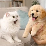 二胎宠物接回家如何防应激？