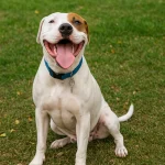 十一月大狗Kobe待领养，收容所等家