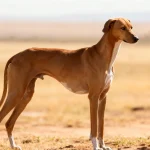 阿札瓦克犬