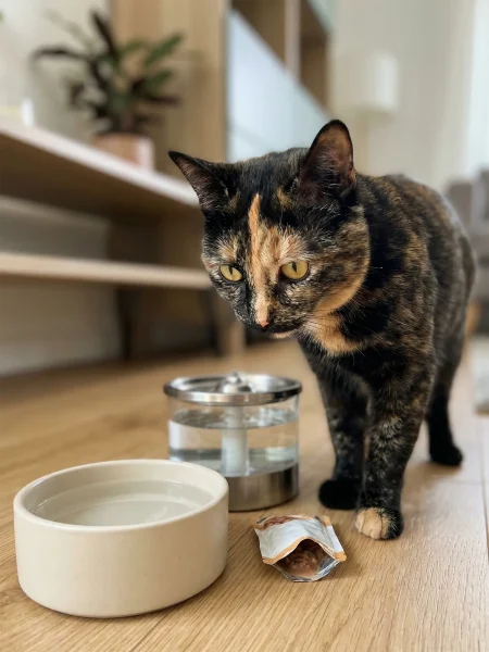 猫咪喝水少改善方法全解析