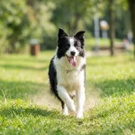 不同犬种遛狗频率安排重点