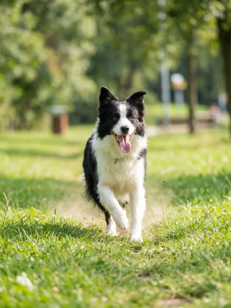 不同犬种遛狗频率安排重点