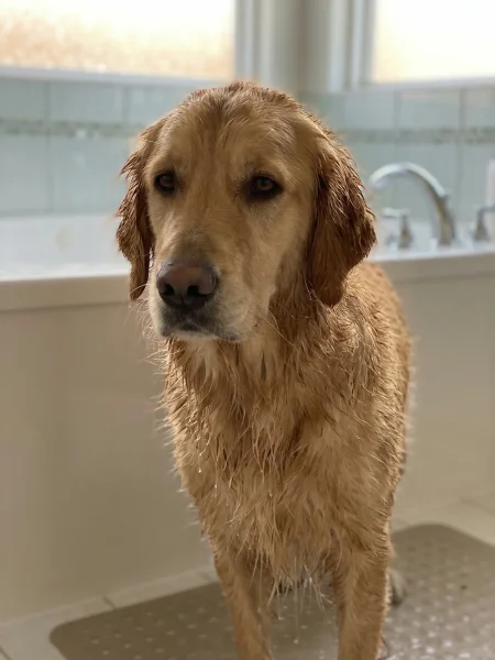 狗狗洗澡频率安排核心要点