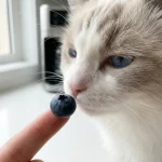 猫咪水果喂食安全要点全解析