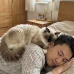猫咪贴着人睡的行为原因解析