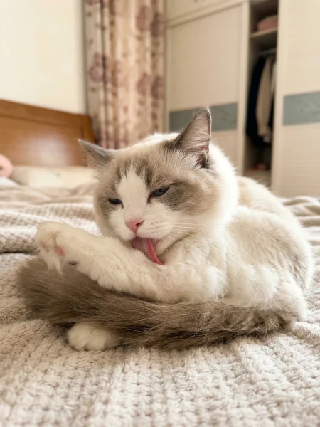 猫咪舔毛行为原因判断指南