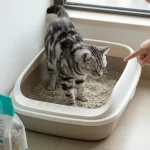 新手选猫砂类型与使用指南