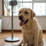 狗狗喘气异常判断处理全指南