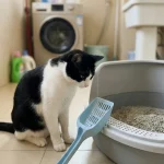 新手养猫猫砂铲使用指南