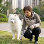 狗狗黑便原因判断处理指南