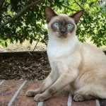 东奇尼猫