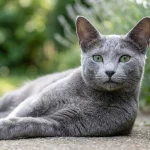 俄罗斯蓝猫