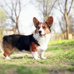 卡迪根威尔士柯基犬