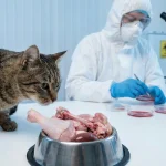 生食猫粮检出H5N1，生骨肉喂养安全吗