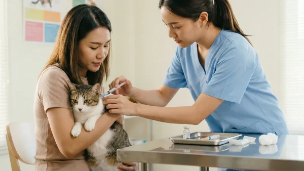 猫瘟并非老病毒，疫苗一松懈就会回来