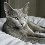 内华达猫