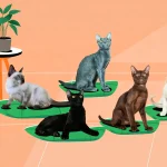 泰国官宣五大国猫，暹罗猫等成国家名片