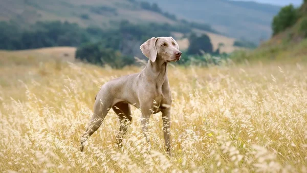 威玛猎犬