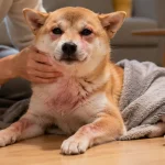 狗狗疫苗后过敏反应的识别与应对