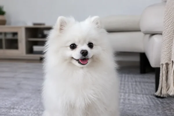 一只白色博美犬