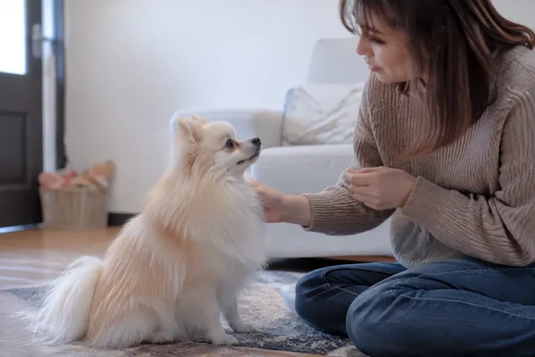 主人在家中安抚博美犬
