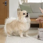 博美犬为什么爱叫？