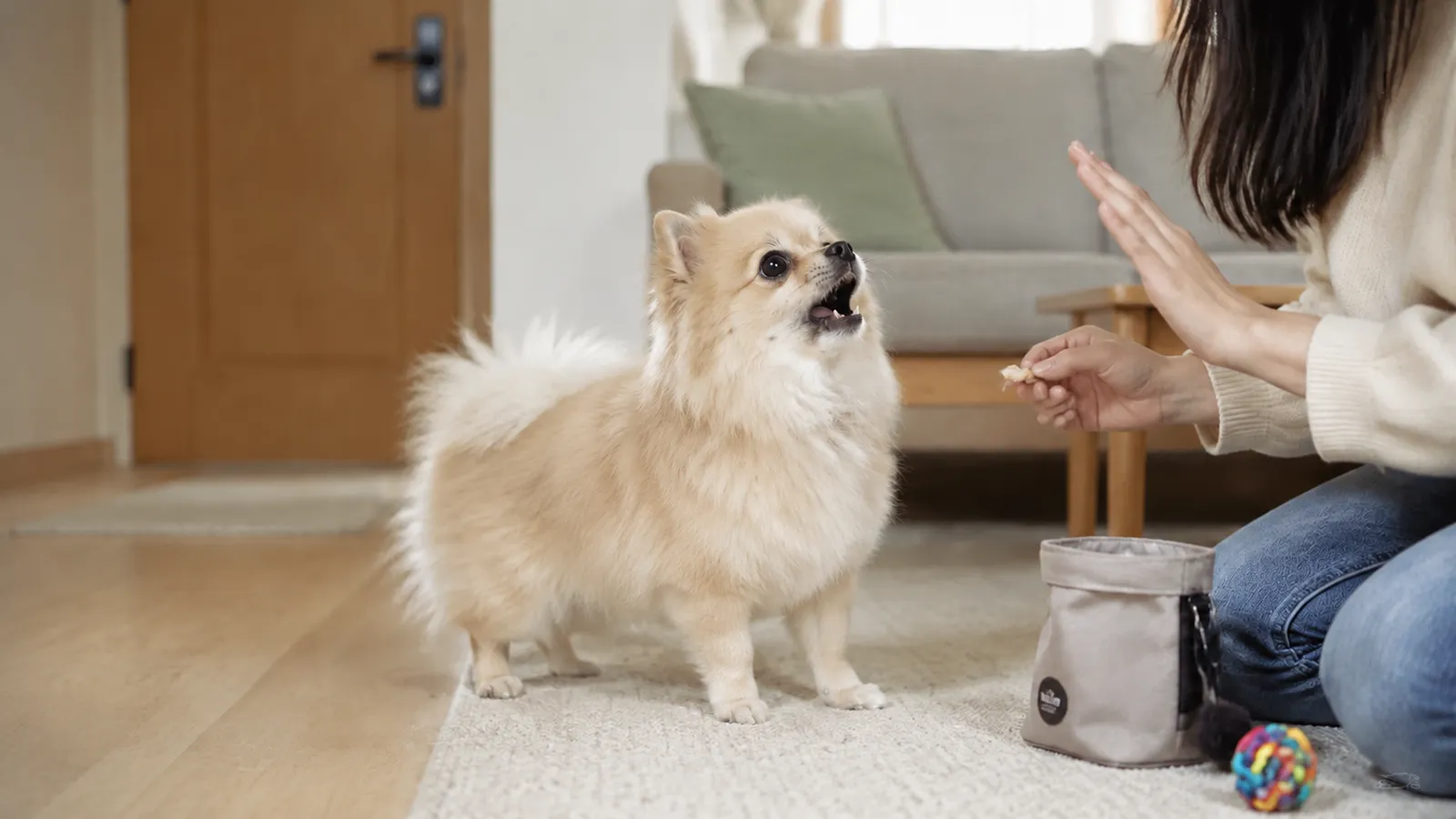 训练博美犬