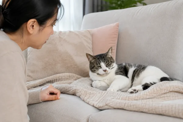 猫刚睡醒精神一般主人观察