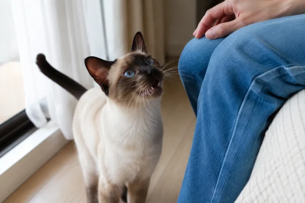 暹罗猫对着主人叫