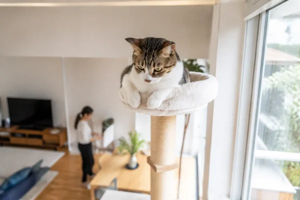 猫在高处观察家人活动