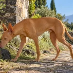 埃特纳猎犬