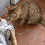 澳大利亚雾猫