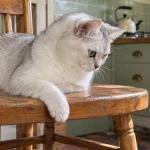 波米拉猫