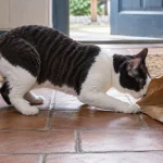 德国卷毛猫