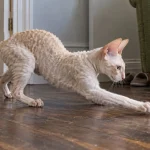 柯尼斯卷毛猫