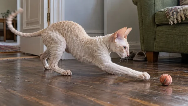 柯尼斯卷毛猫