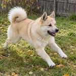 挪威布哈德犬
