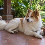泰国邦考犬