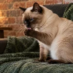 玩具短尾猫