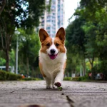 柯基每天需要遛多久才够