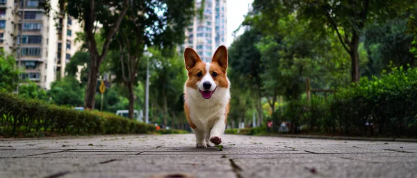 柯基每天需要遛多久才够