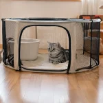 多猫家庭引入新猫的正确流程