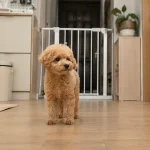 接幼犬回家前的家庭安全排查清单