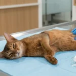 猫咪结扎的最佳时间与早晚影响