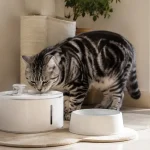 猫咪饮水机与水碗哪个更好